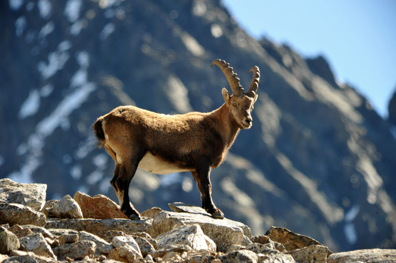 Steinbock im Pitztal